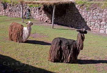 Alpacas In Sacred Valley