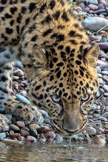 Amur_Leopard2