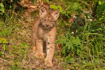Baby Lynx Stalking