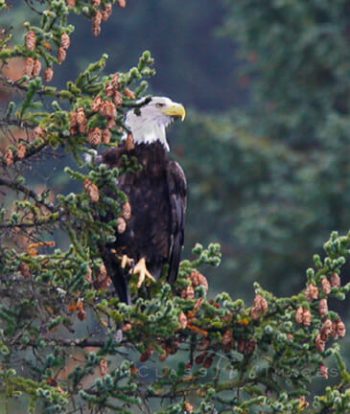 Bald Eagle In Tree At Seward