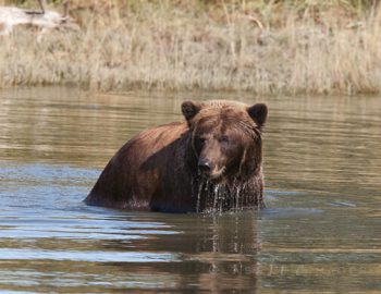 Bear In Pond