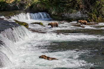 Brooks Falls Bears
