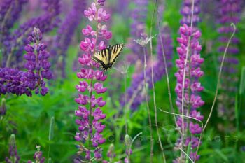 Lupine And Butterfly