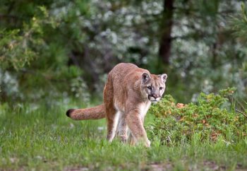 Stalking Cougar
