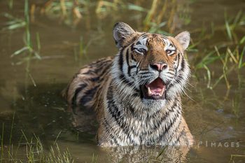 Tiger In Pond