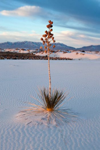 White Sands Yucca In The Afternoon