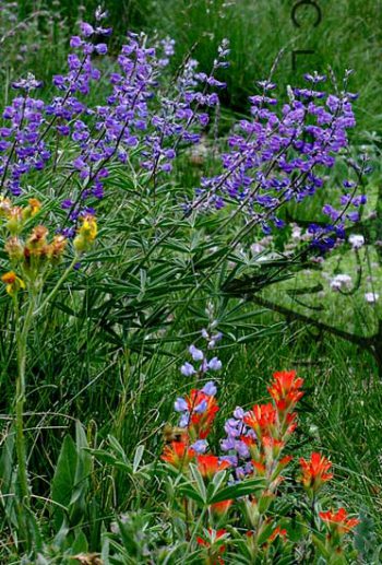 Wildflowers On Mt. Tallac Trail
